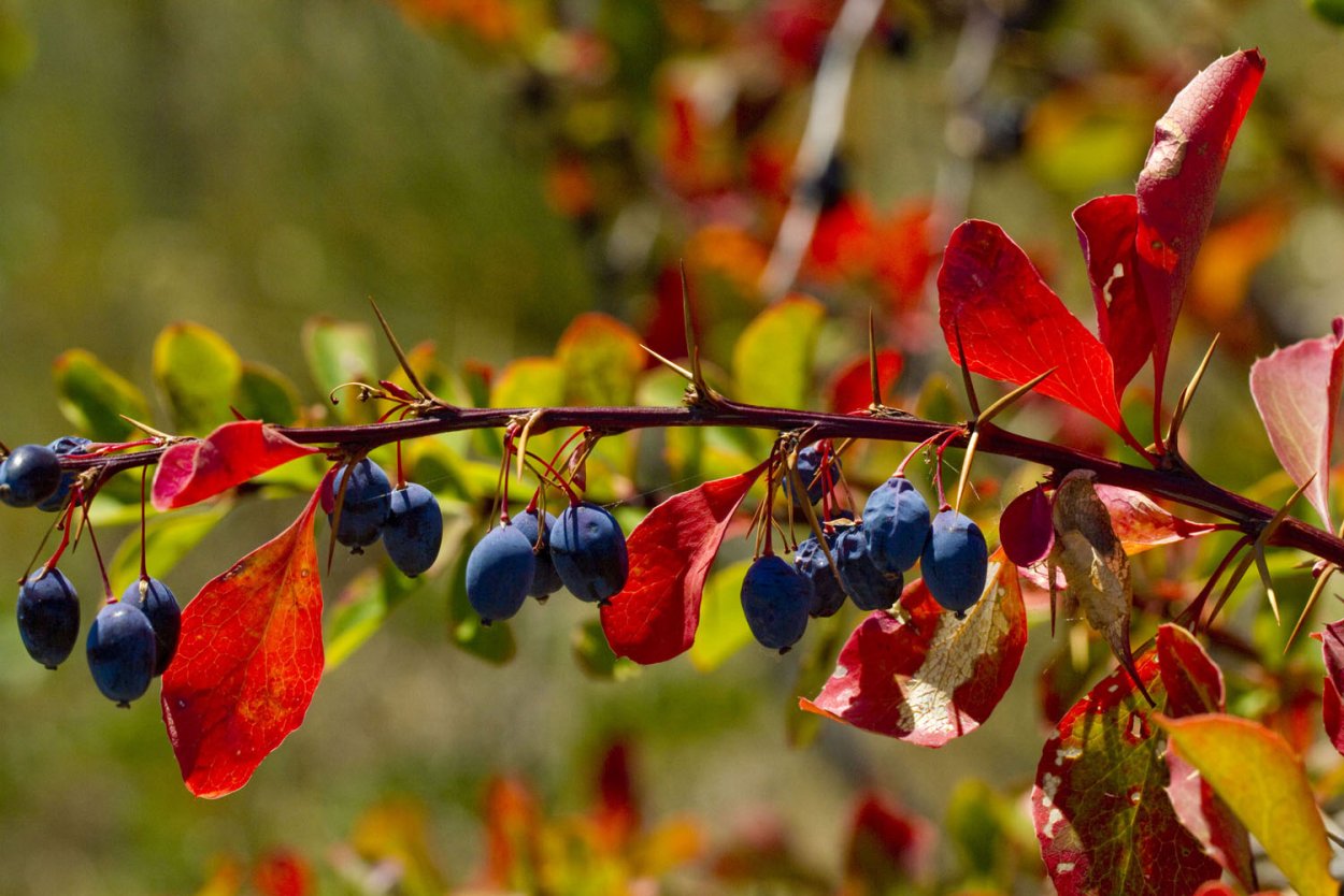 Жимолость акварель