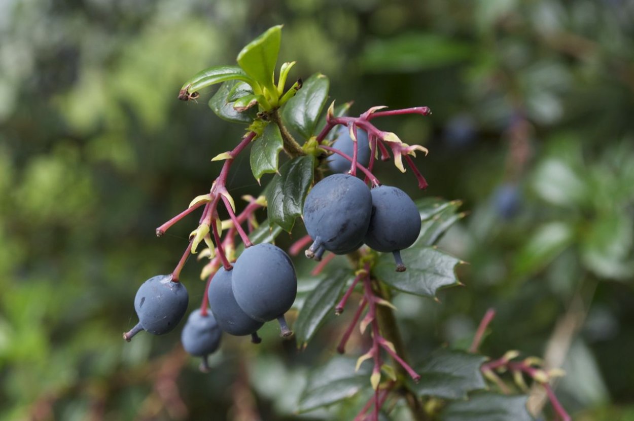 Барбарис ягоды
