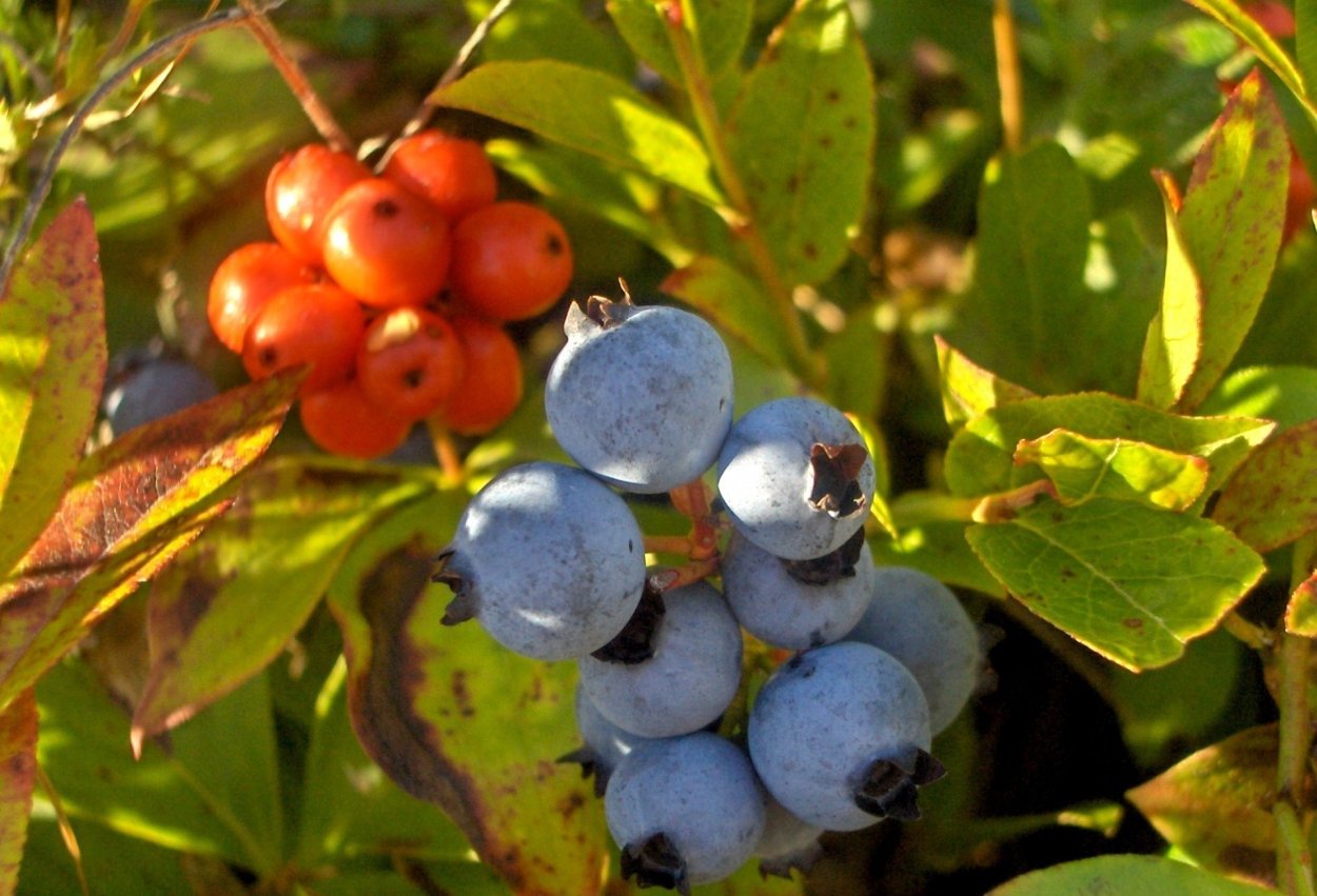 Черника обыкновенная - Vaccinium myrtillus