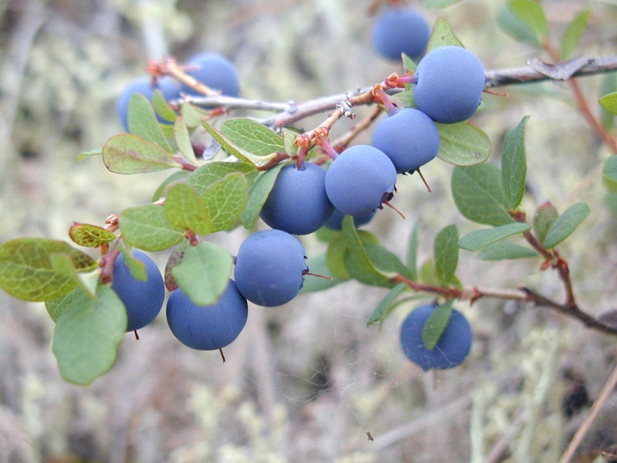Жимолость куст