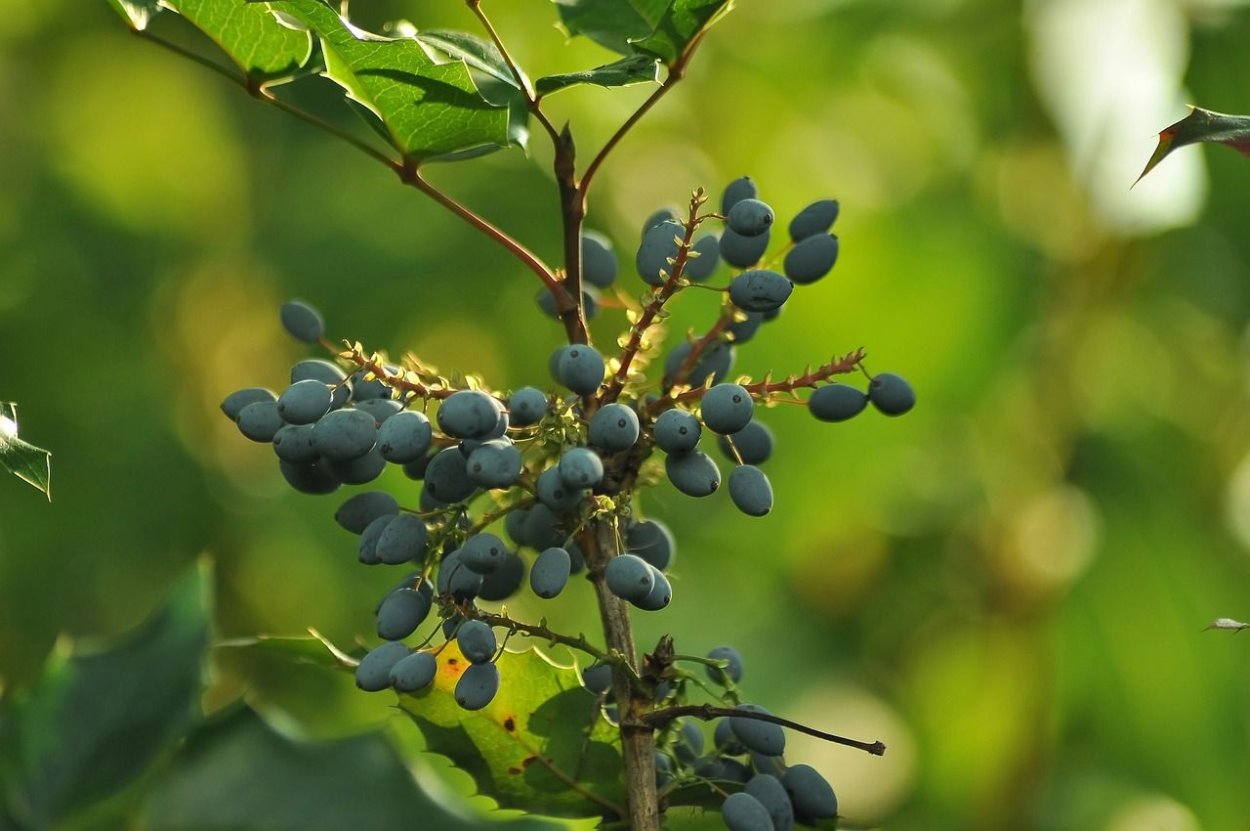 Магония ягоды