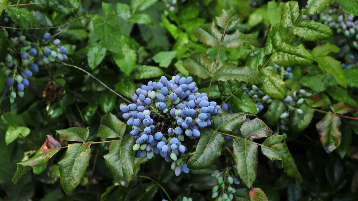 Магония Северная Америка