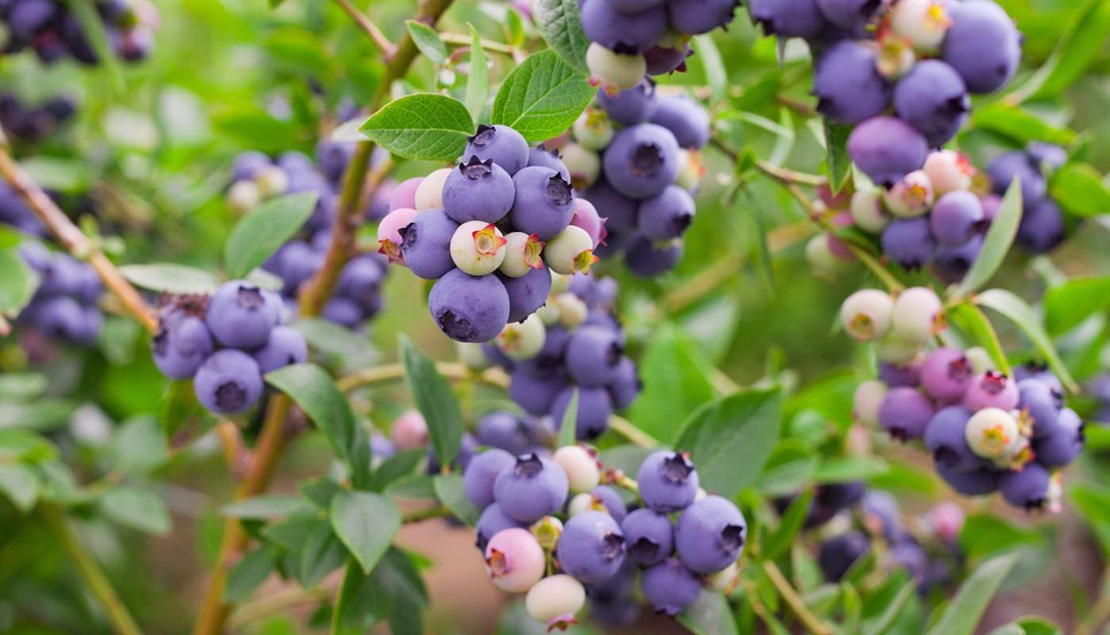 Голубика Северная ягода