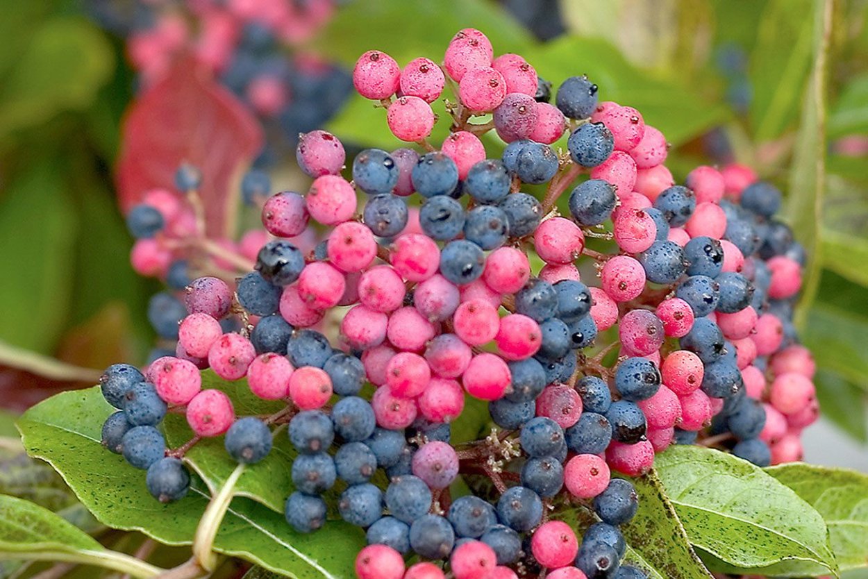 Магония aquifolium