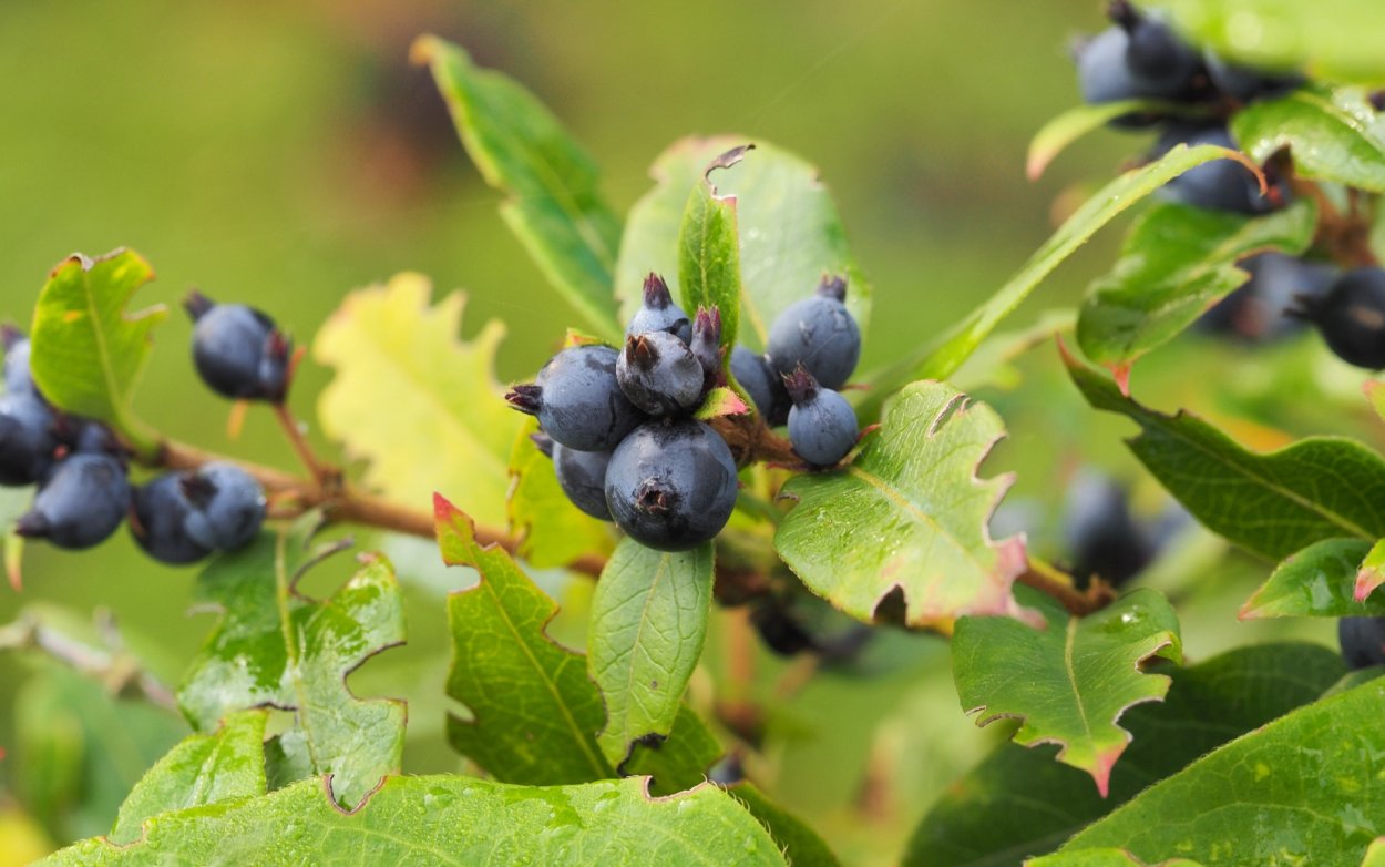 Арония черноплодная (Arónia melanocárpa)