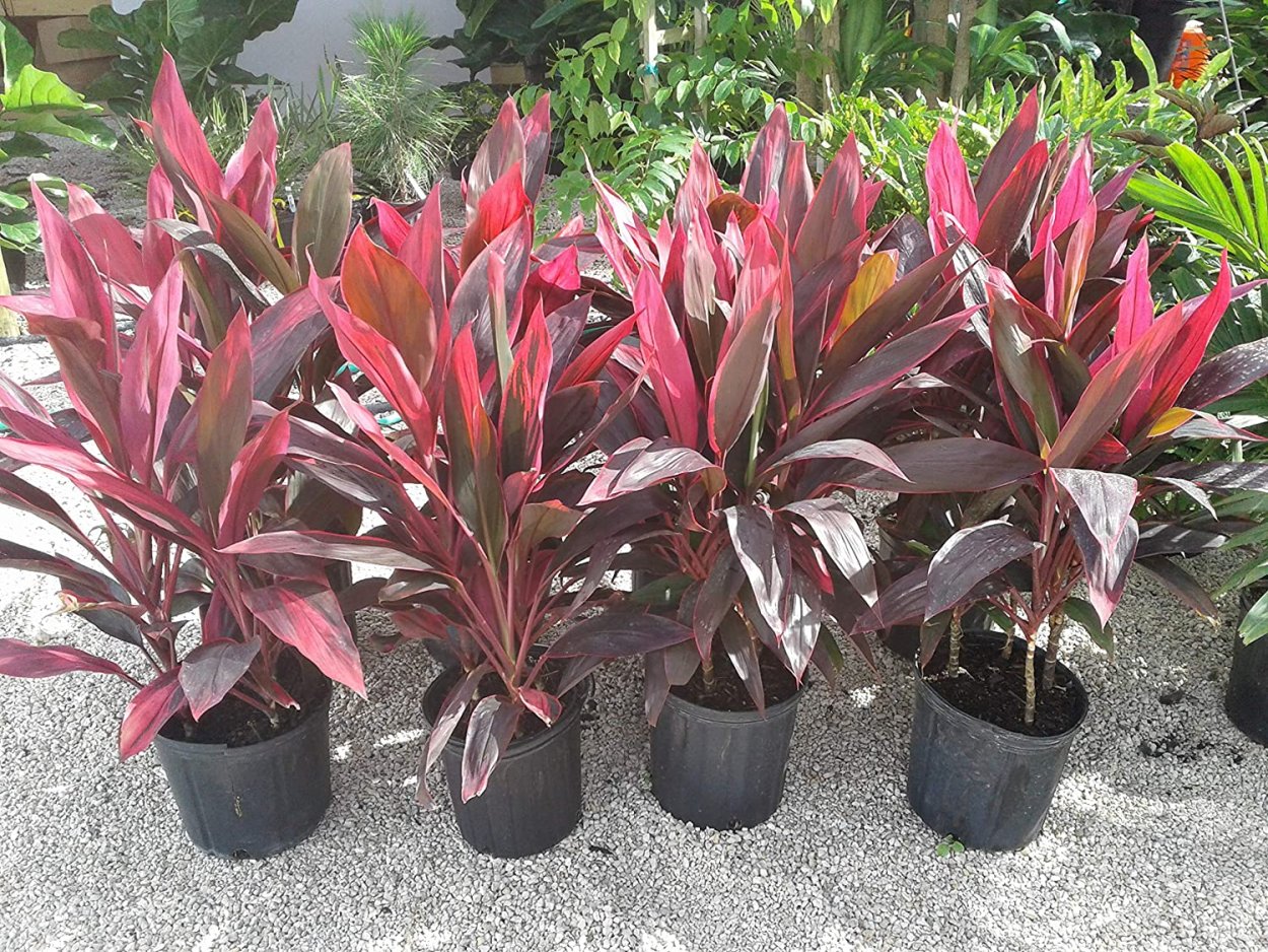 Кордилина кустарниковая Cordyline fruticosa
