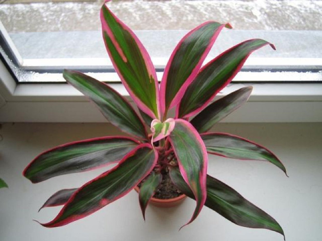 Cordyline Australis purpurea