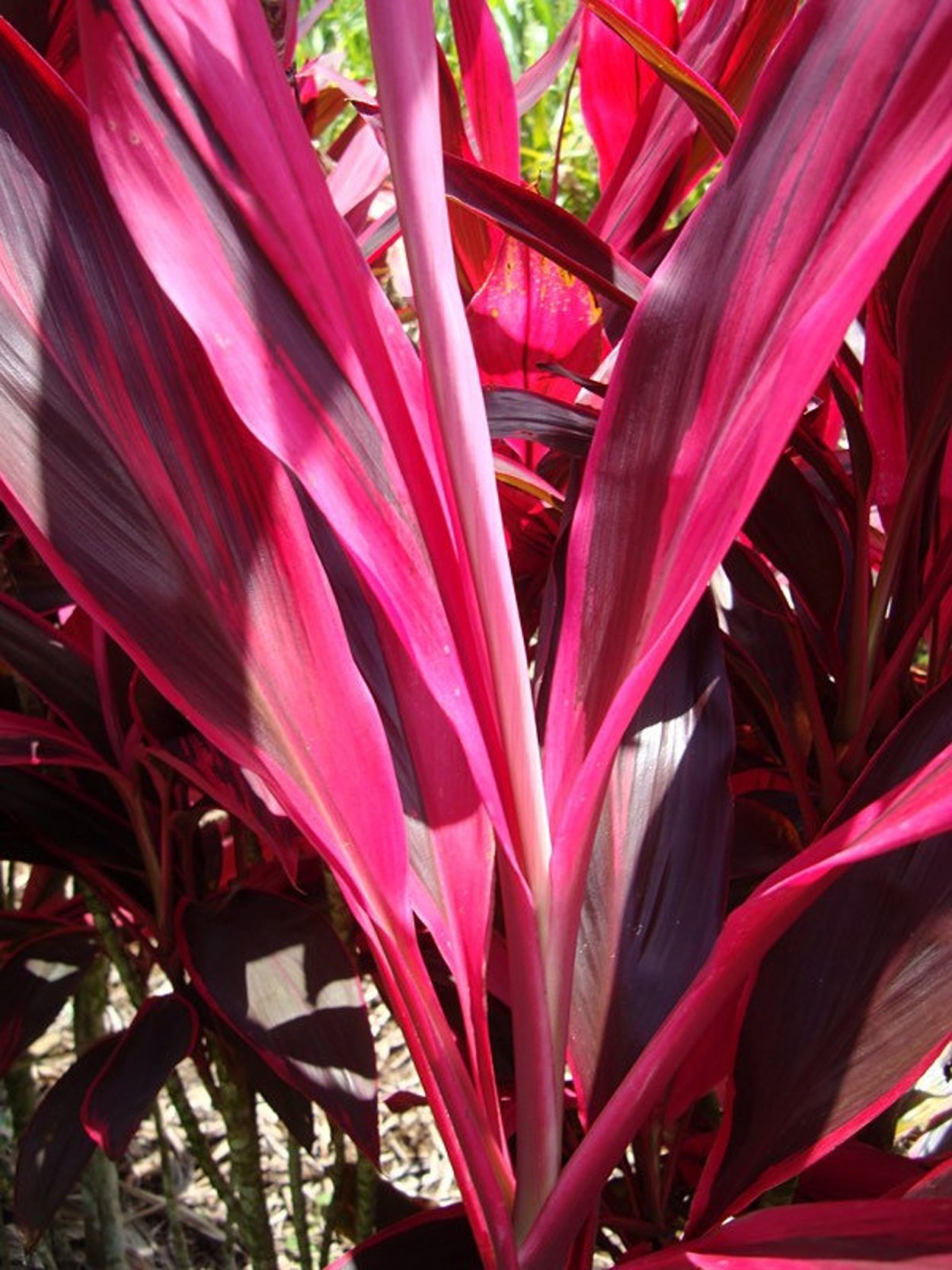 Кордилина Плант