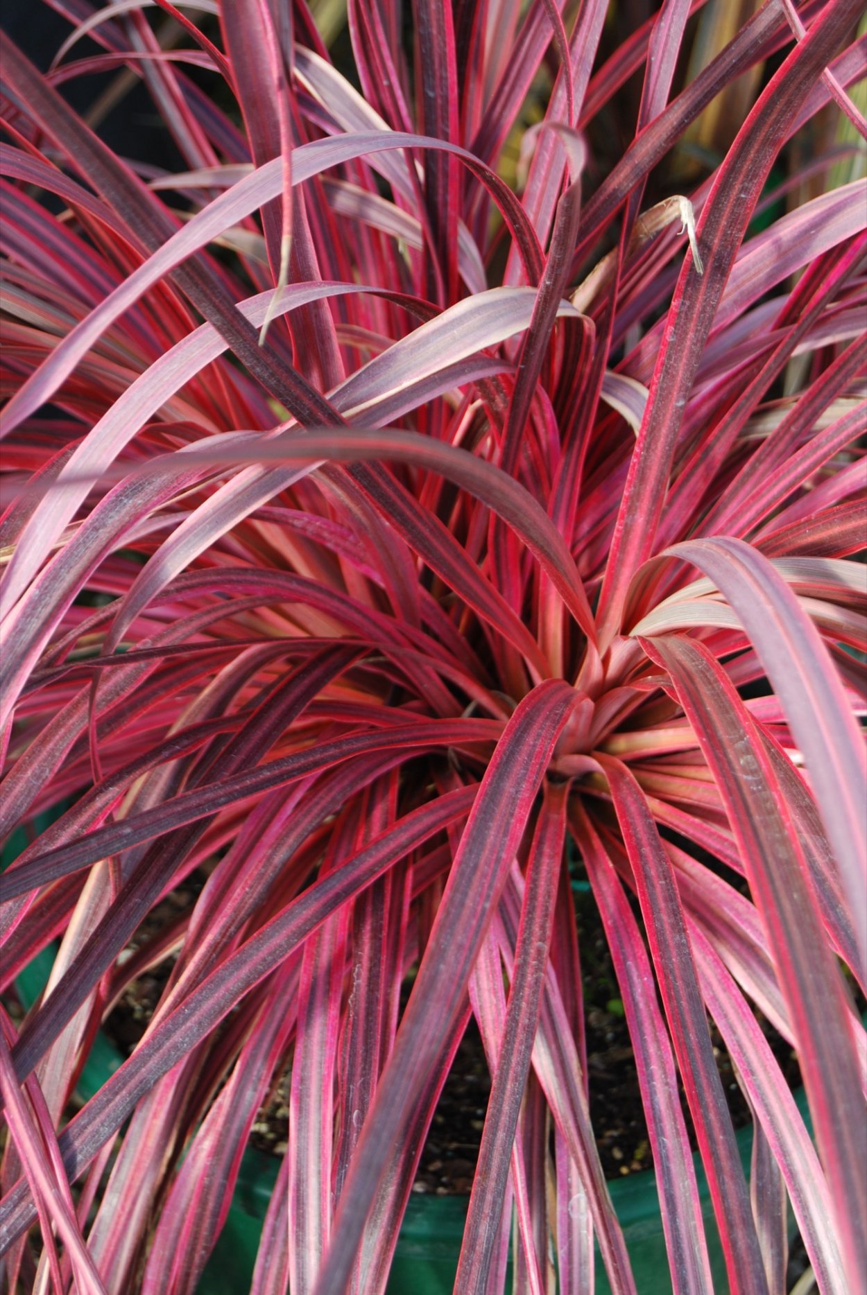 Кордилина черри