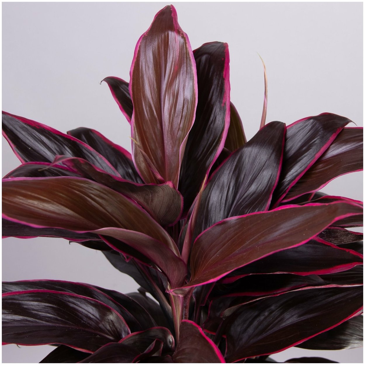 Кордилина киви