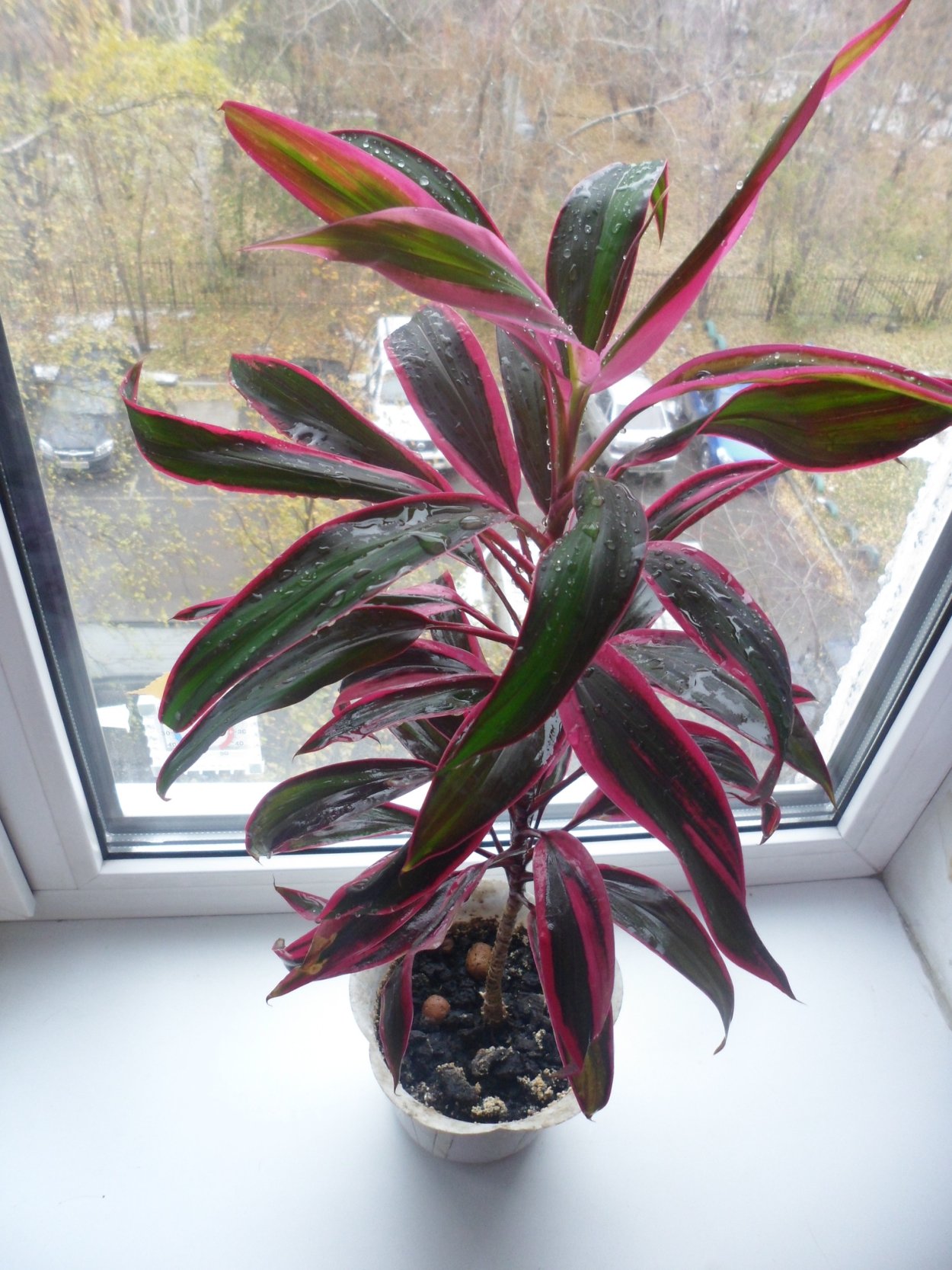 Фикус Кордилина