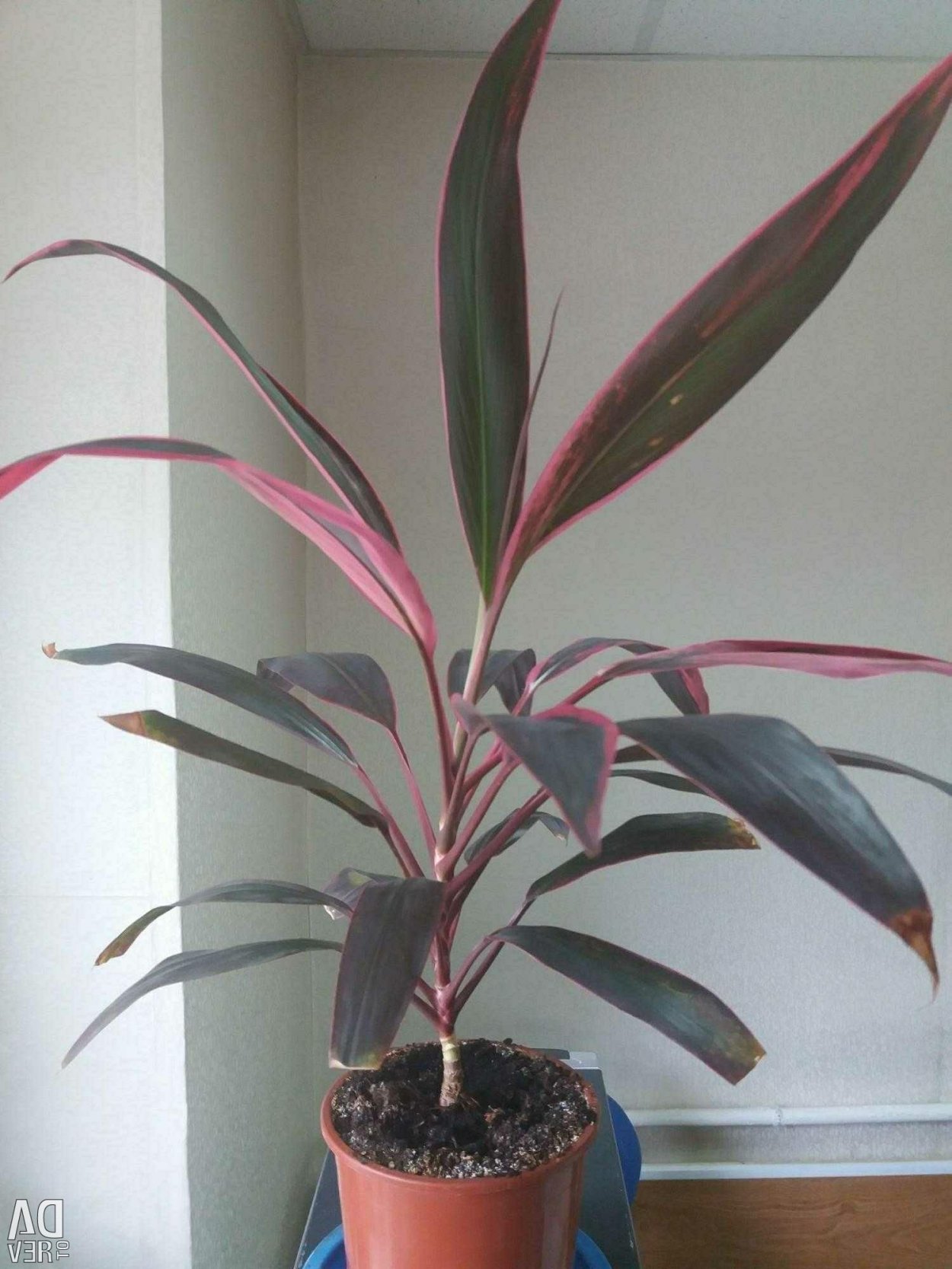 Комнатные растения растущие в тени