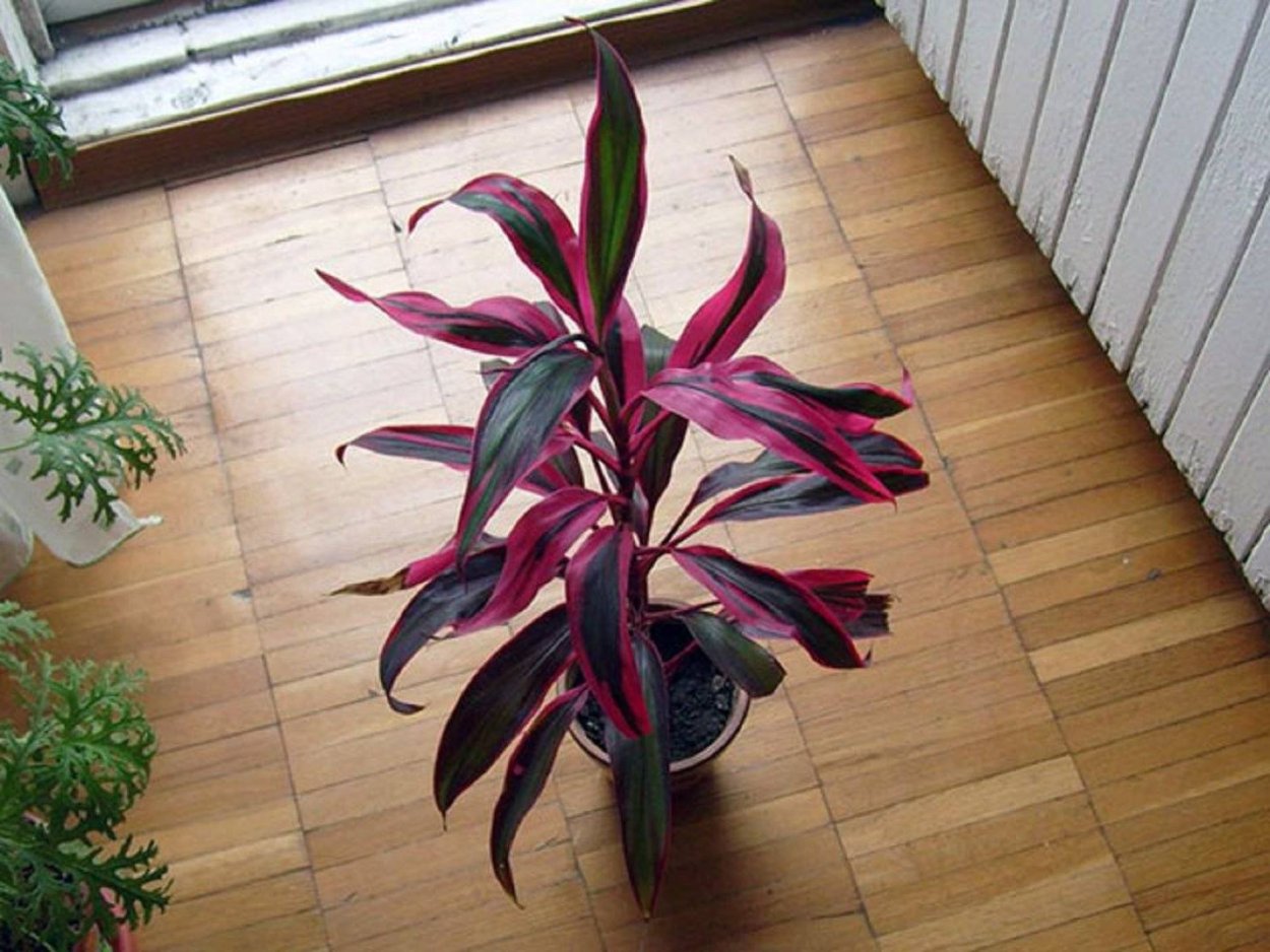 Кордилина фиолетовая