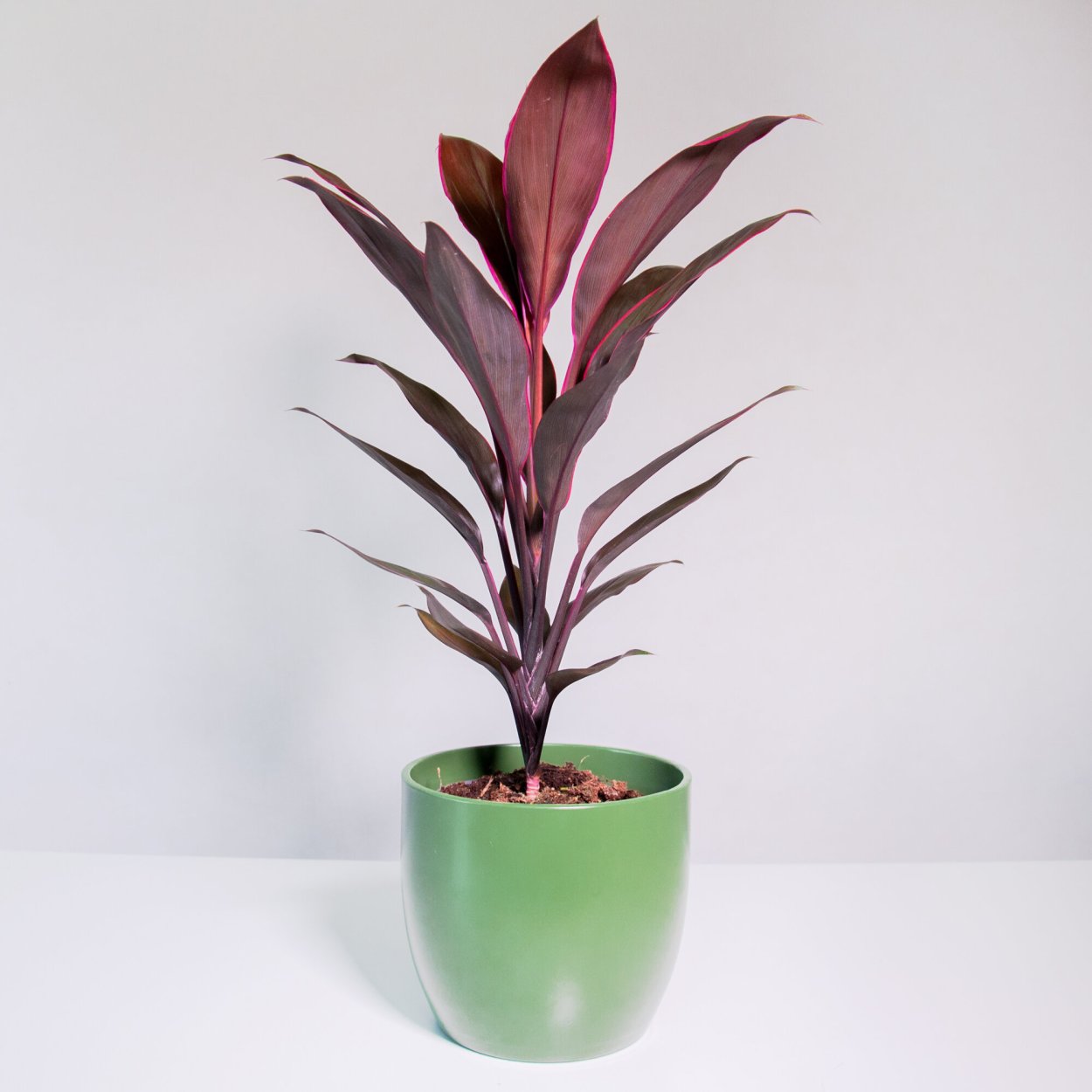 Фикус Кордилина