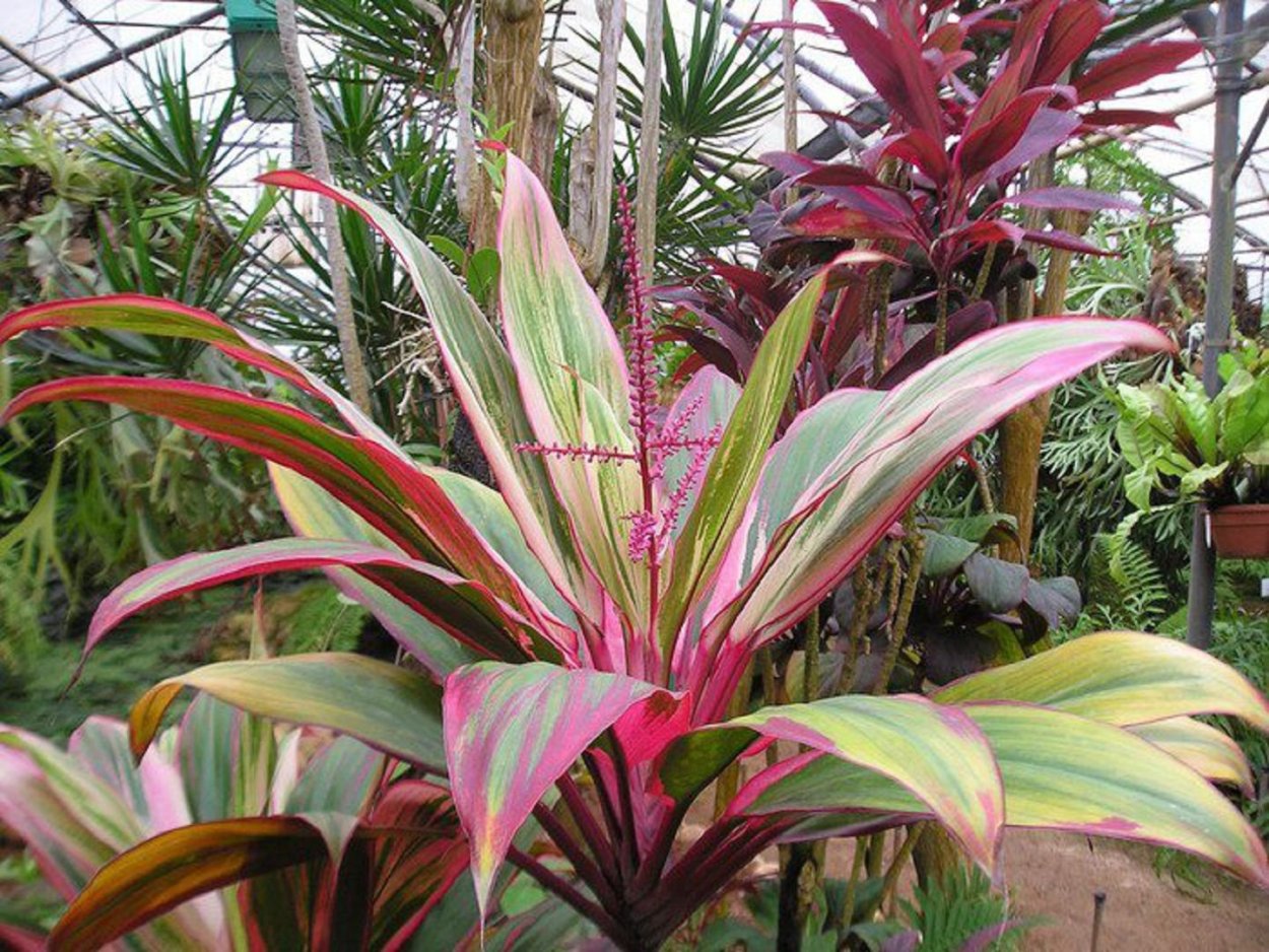 Драцена Кордилина верхушечная