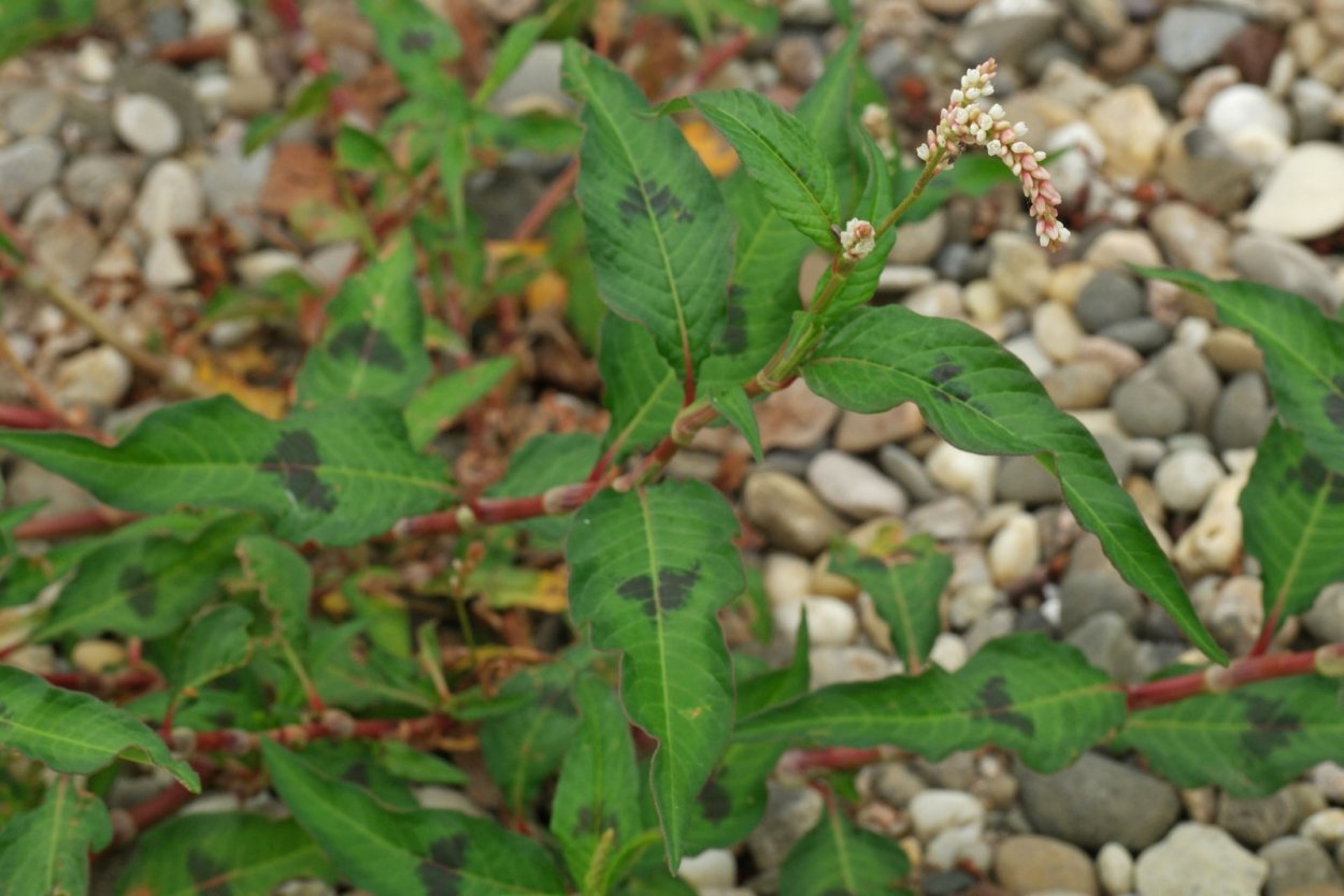 Горец щавелелистный - Persicaria lapathifolia