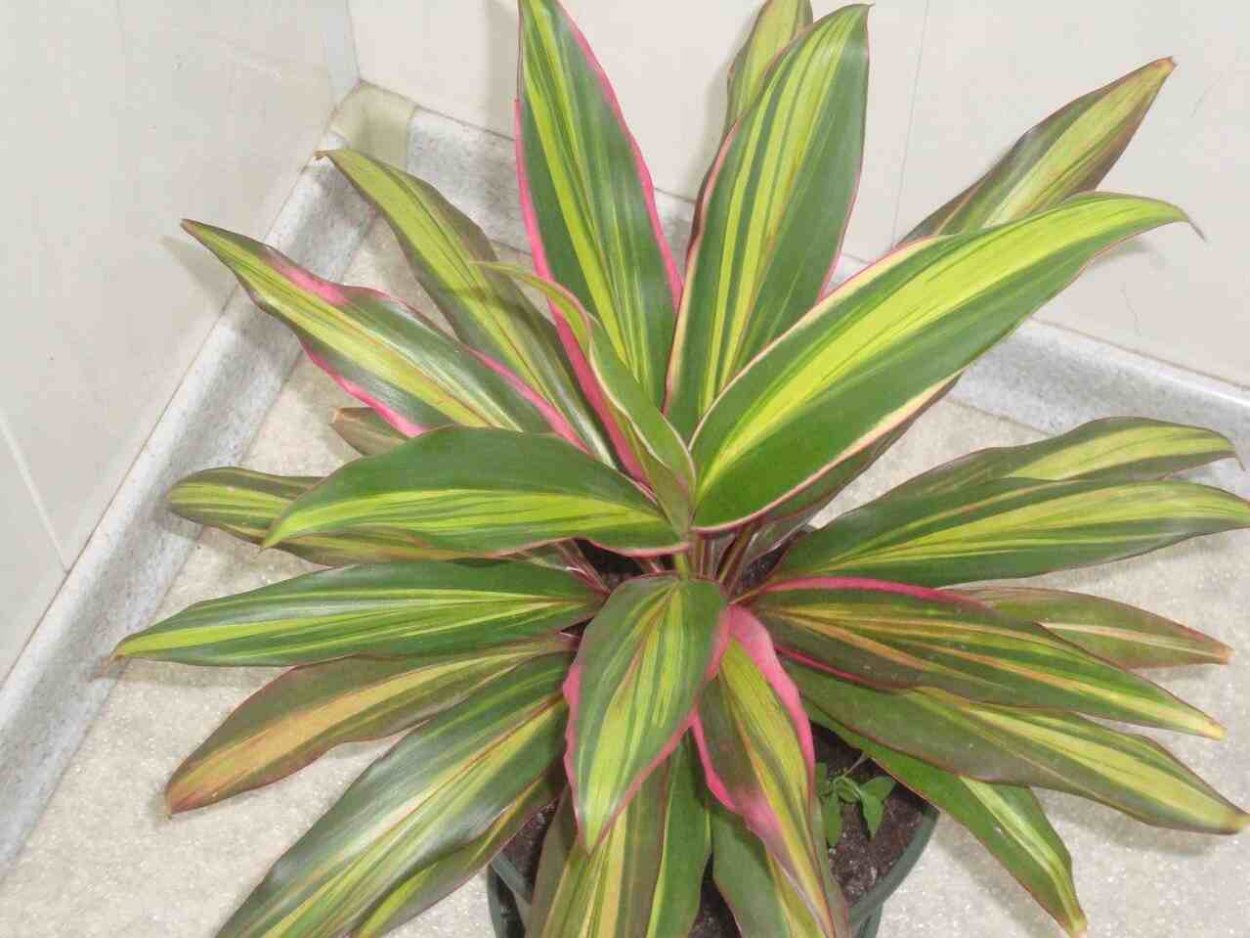 Кордилина Шоколейт Квин