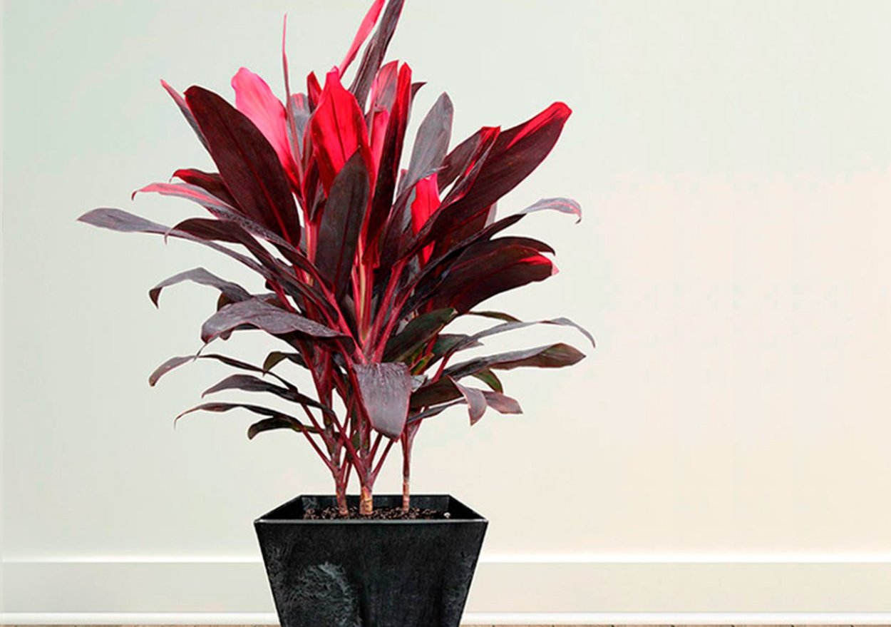 Кордилина австралийская