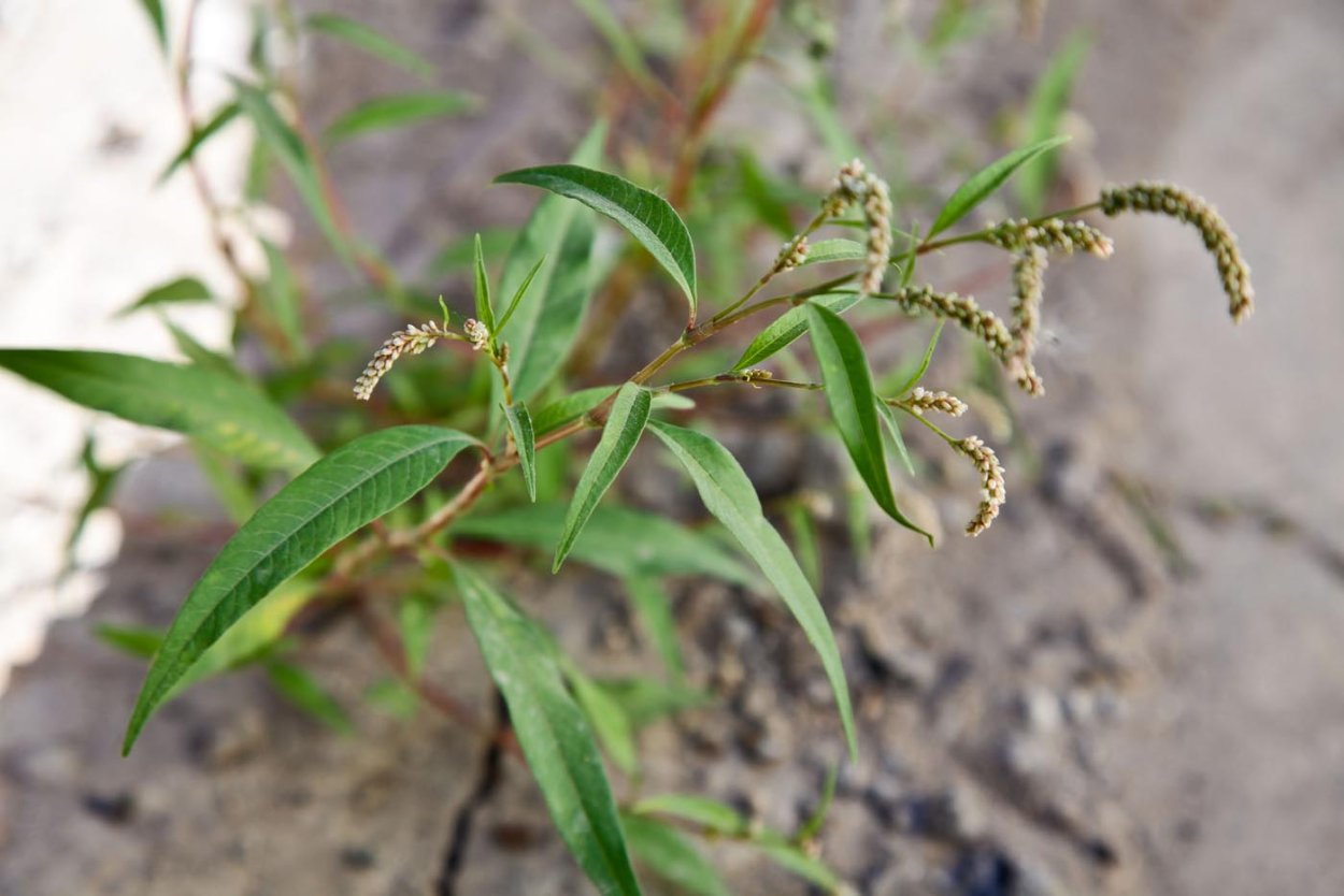 Persicaria lapathifolia