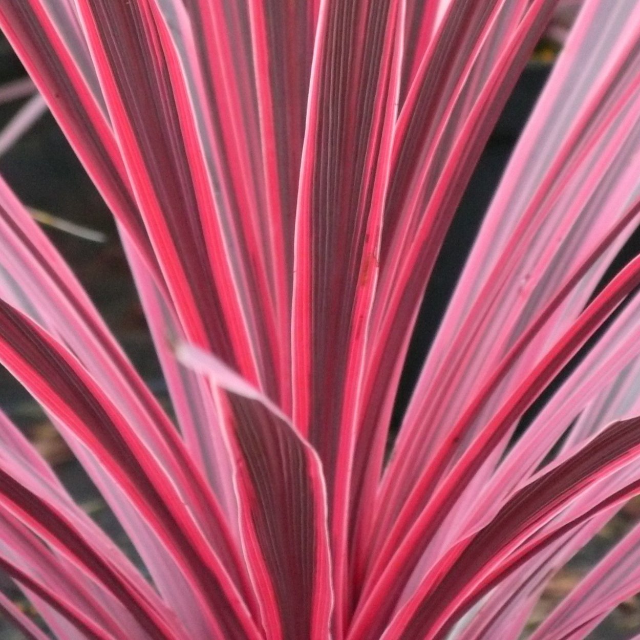 Cordyline Conga/Кордилина Конга