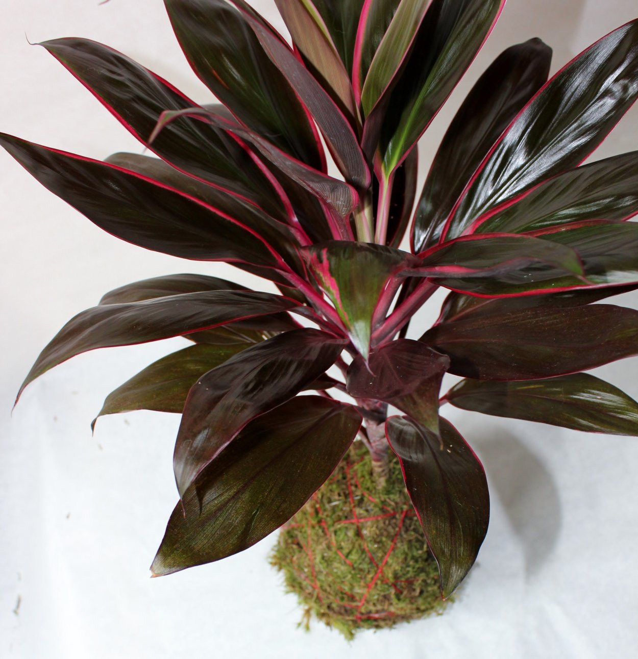 Кордилина Аустралис красная