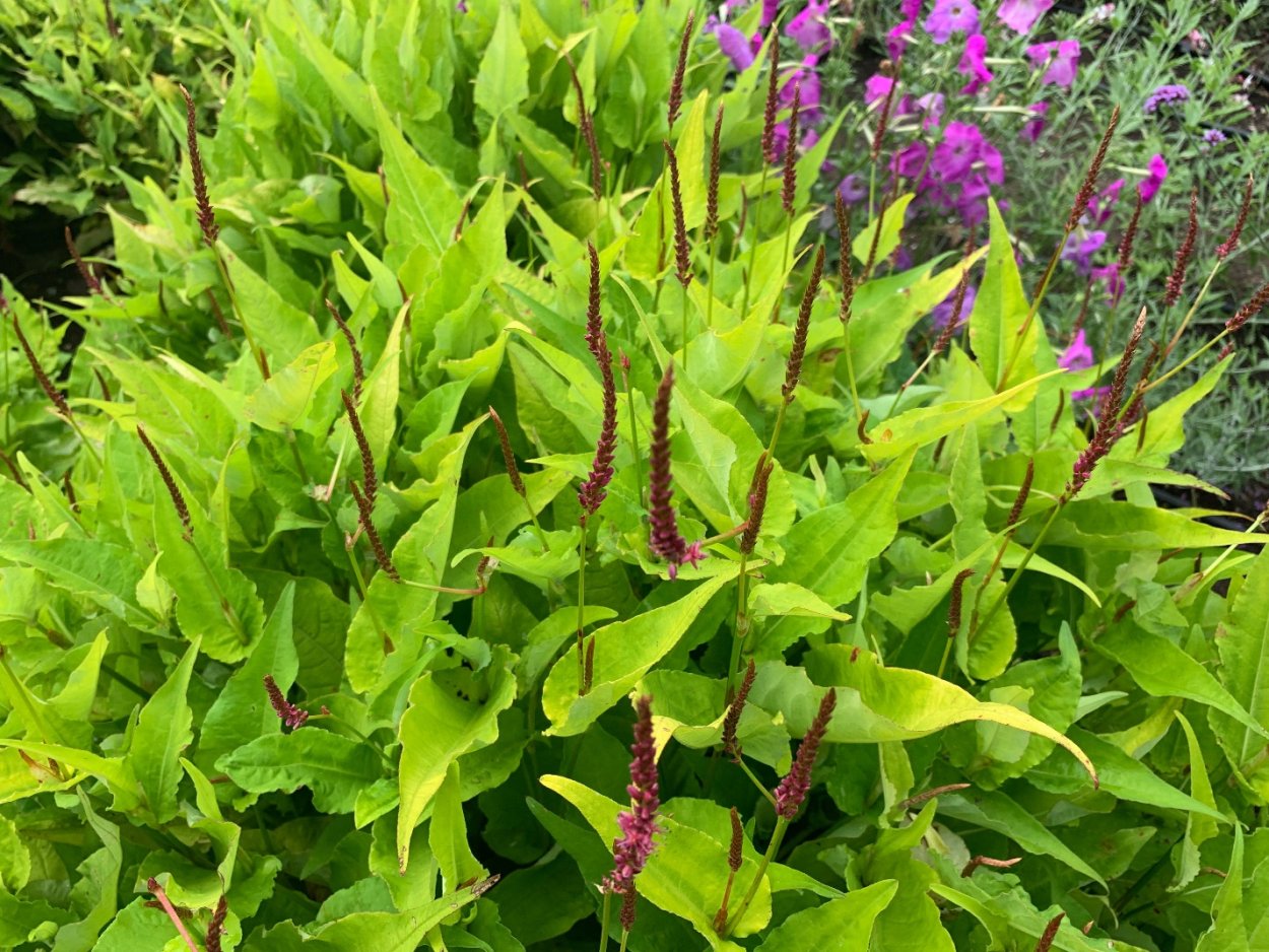 Персикария Persicaria polymorpha