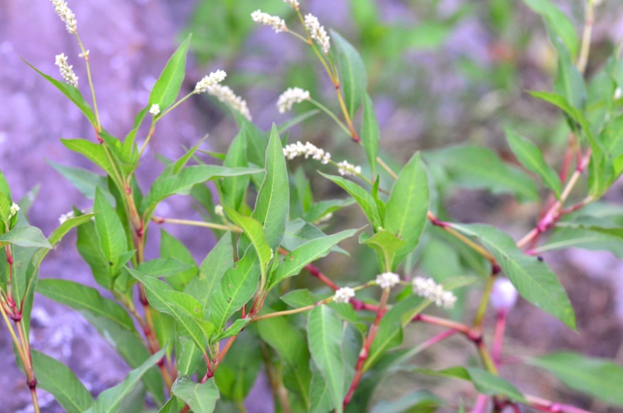 Persicaria lapathifolia Горец развесистый