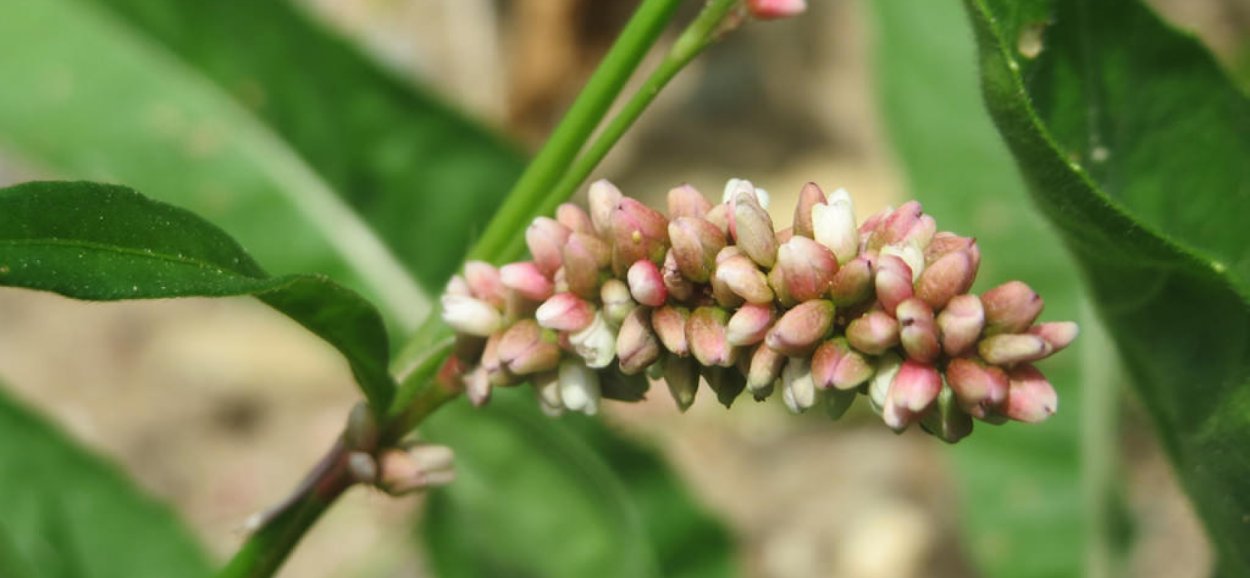 Горец щавелелистный - Persicaria lapathifolia