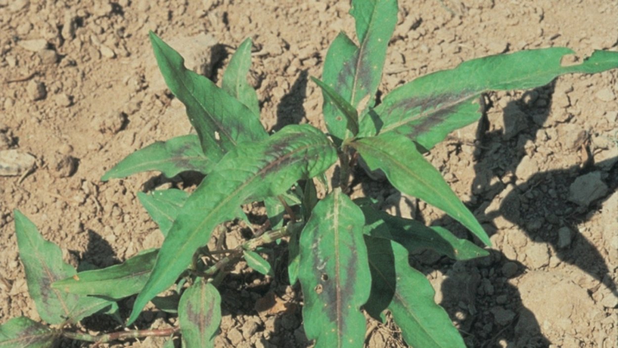 Горец почечуйный