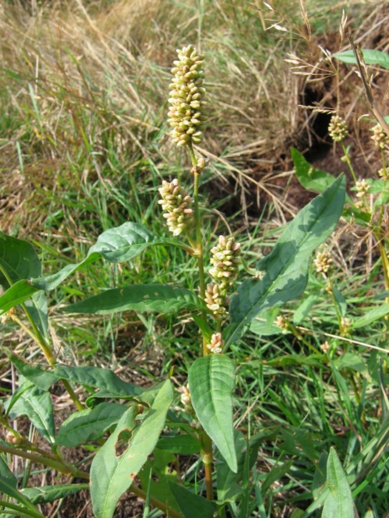 Сорняк Горец шероховатый