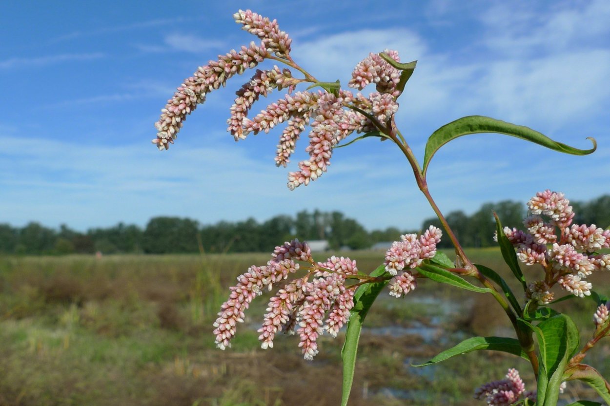 Polygonum Persicaria