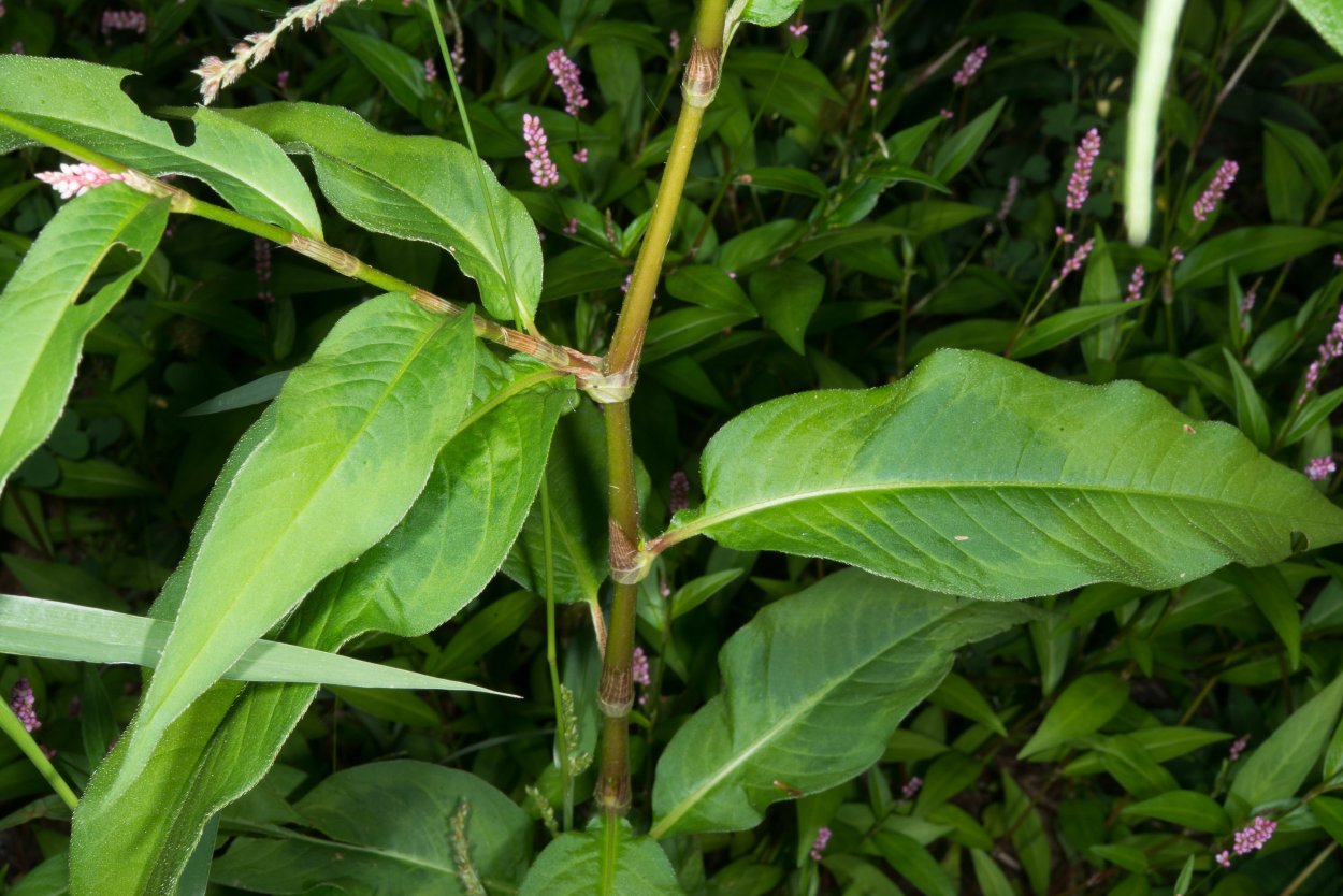 Горец щавелелистный семена