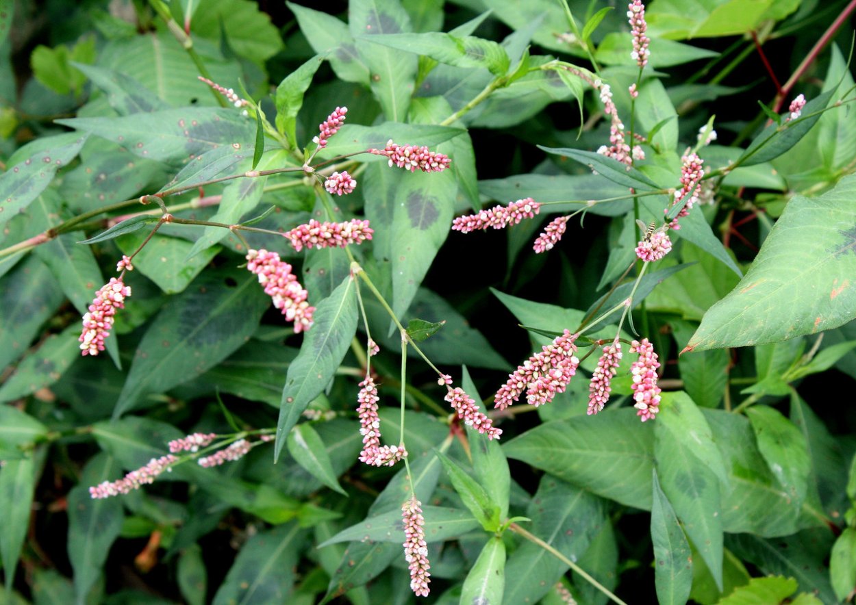 Горец шероховатый (Polygonum scabrum),