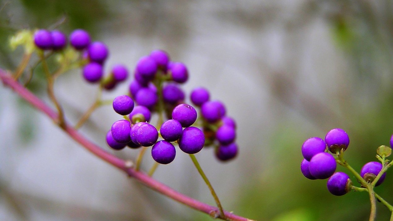 Пурпурные ягоды
