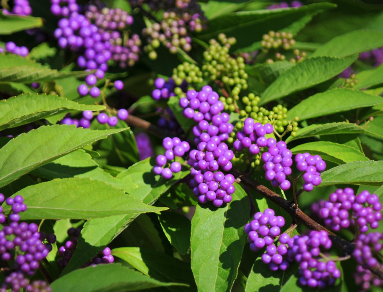 Фиолетовые ягоды