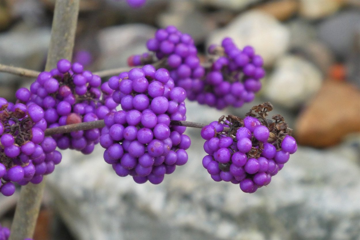 Испанская малина синяя