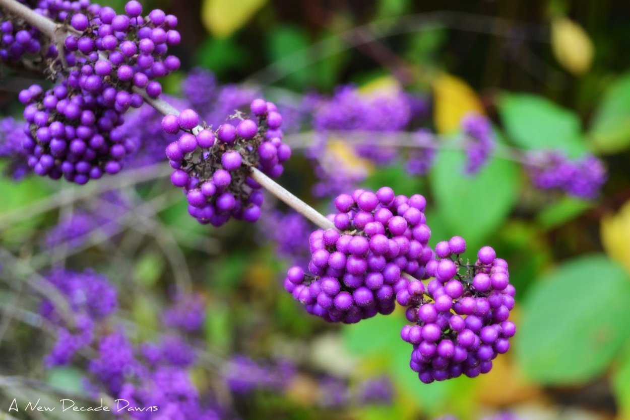 Лиана диоскорефиллум кумминисии,