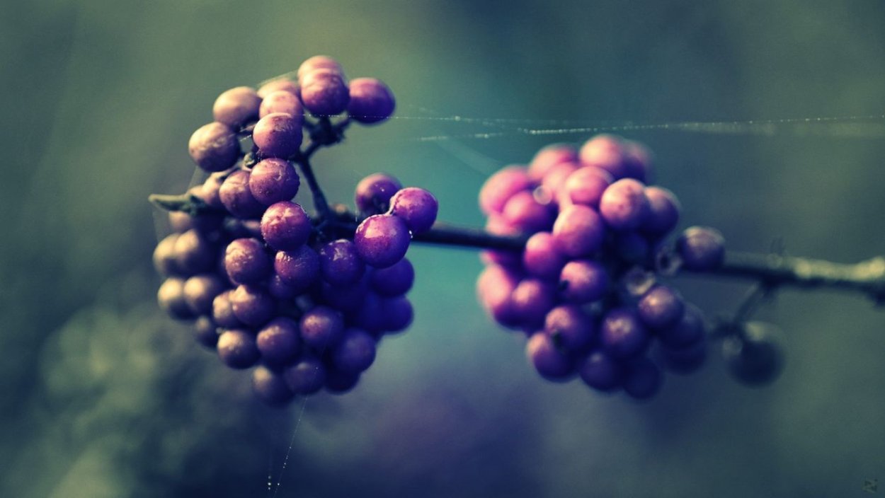 Красивоплодник иссаи