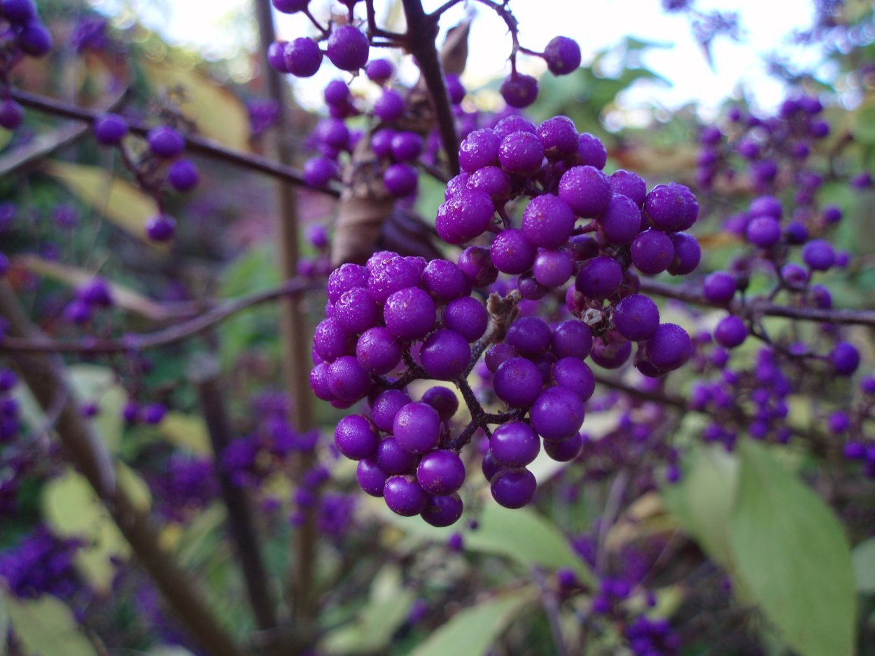 Синяя клубника