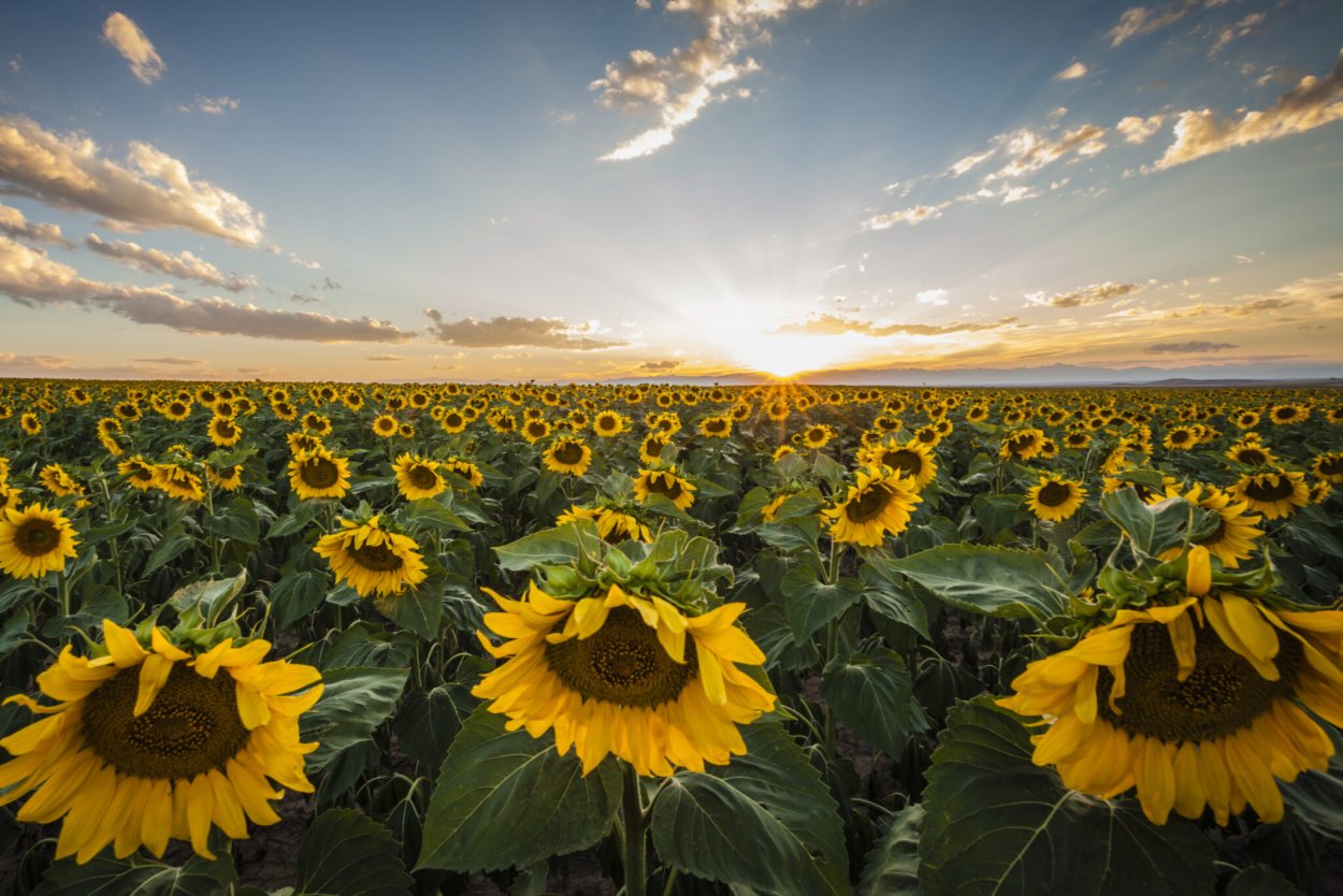 Sunflower