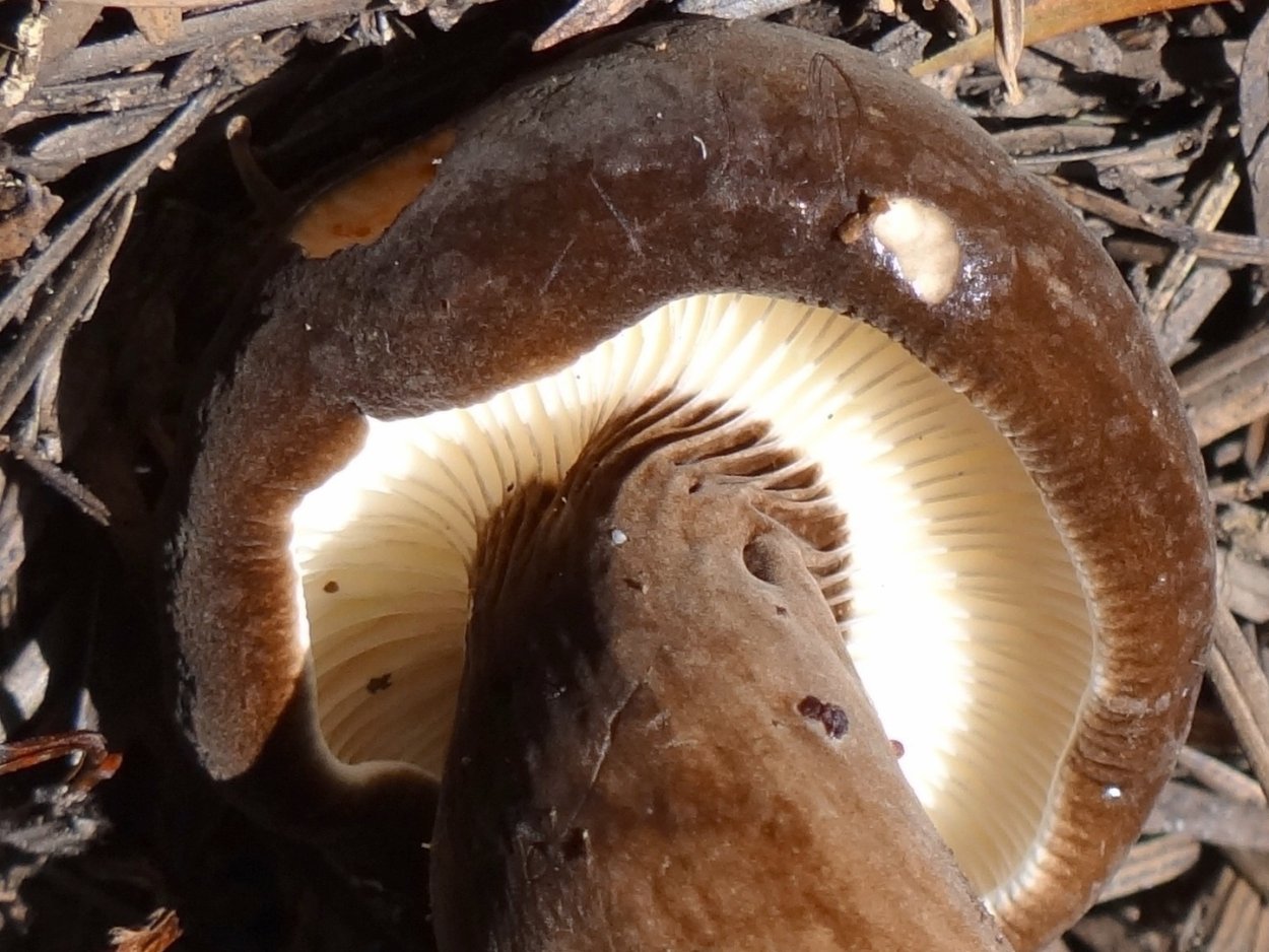 Млечник ароматный Lactarius glyciosmus