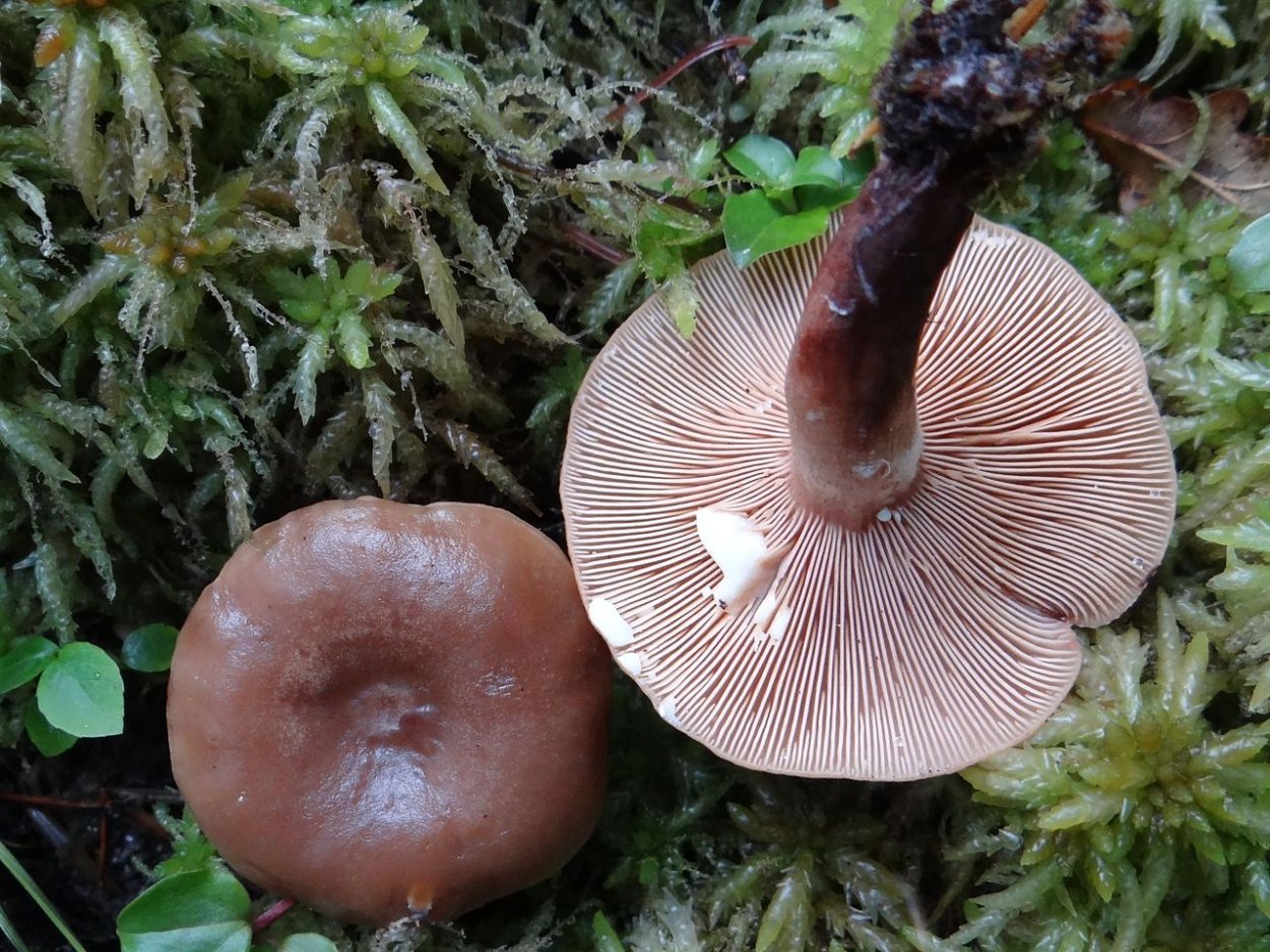 Гладыш млечник обыкновенный Lactarius trivialis