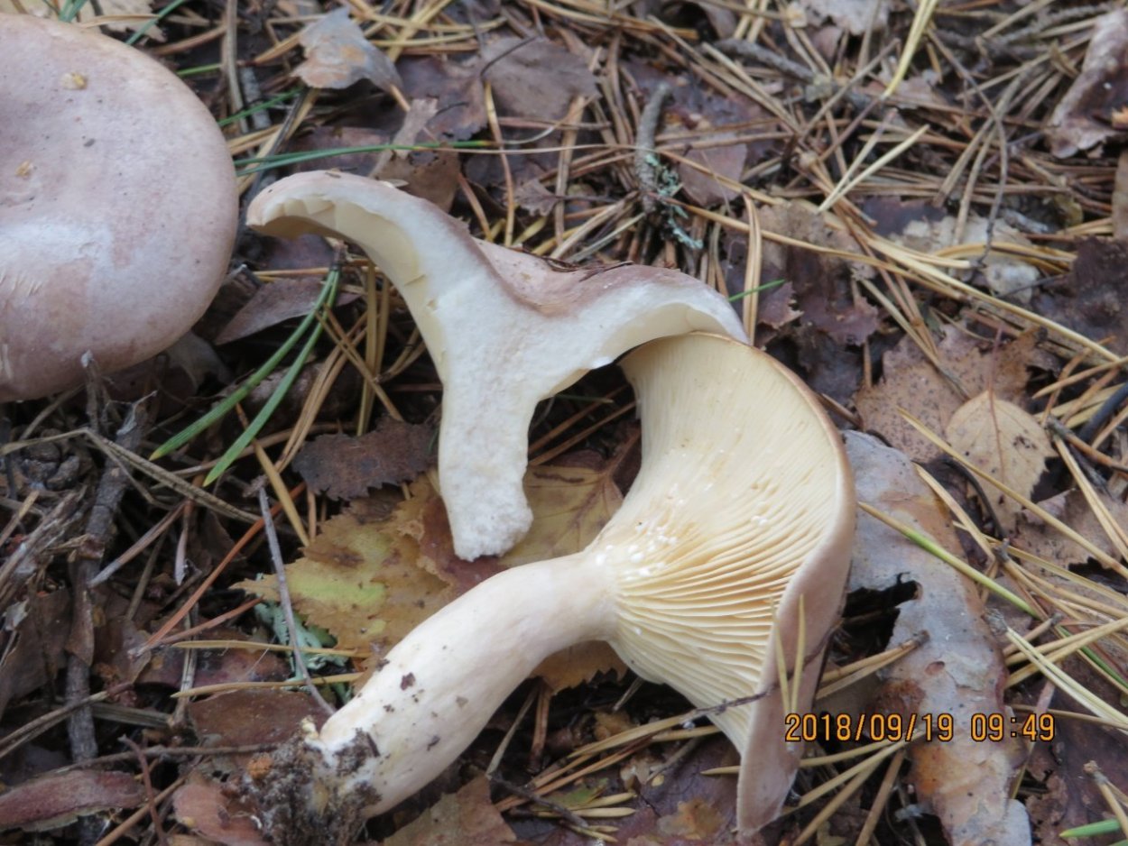 Млечник болотный Lactarius sphagneti