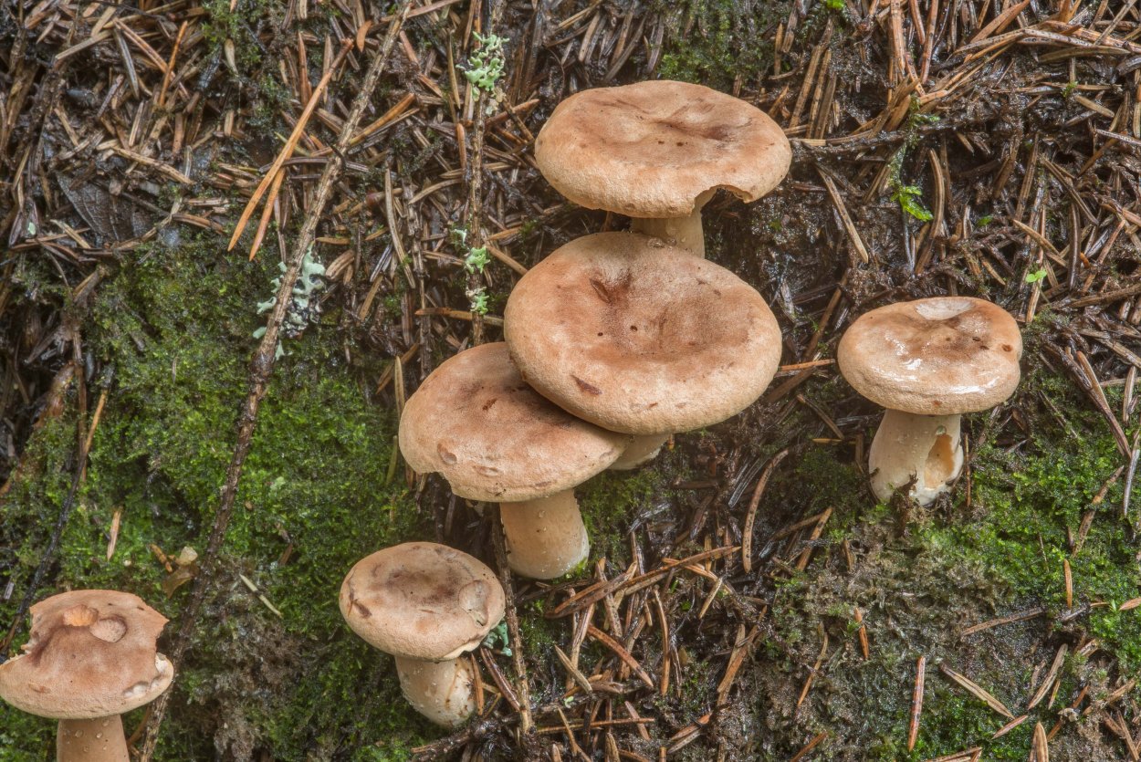 Гриб Янтарный млечник