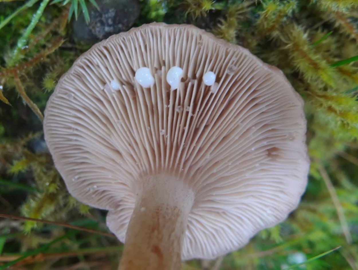 Cortinarius biformis