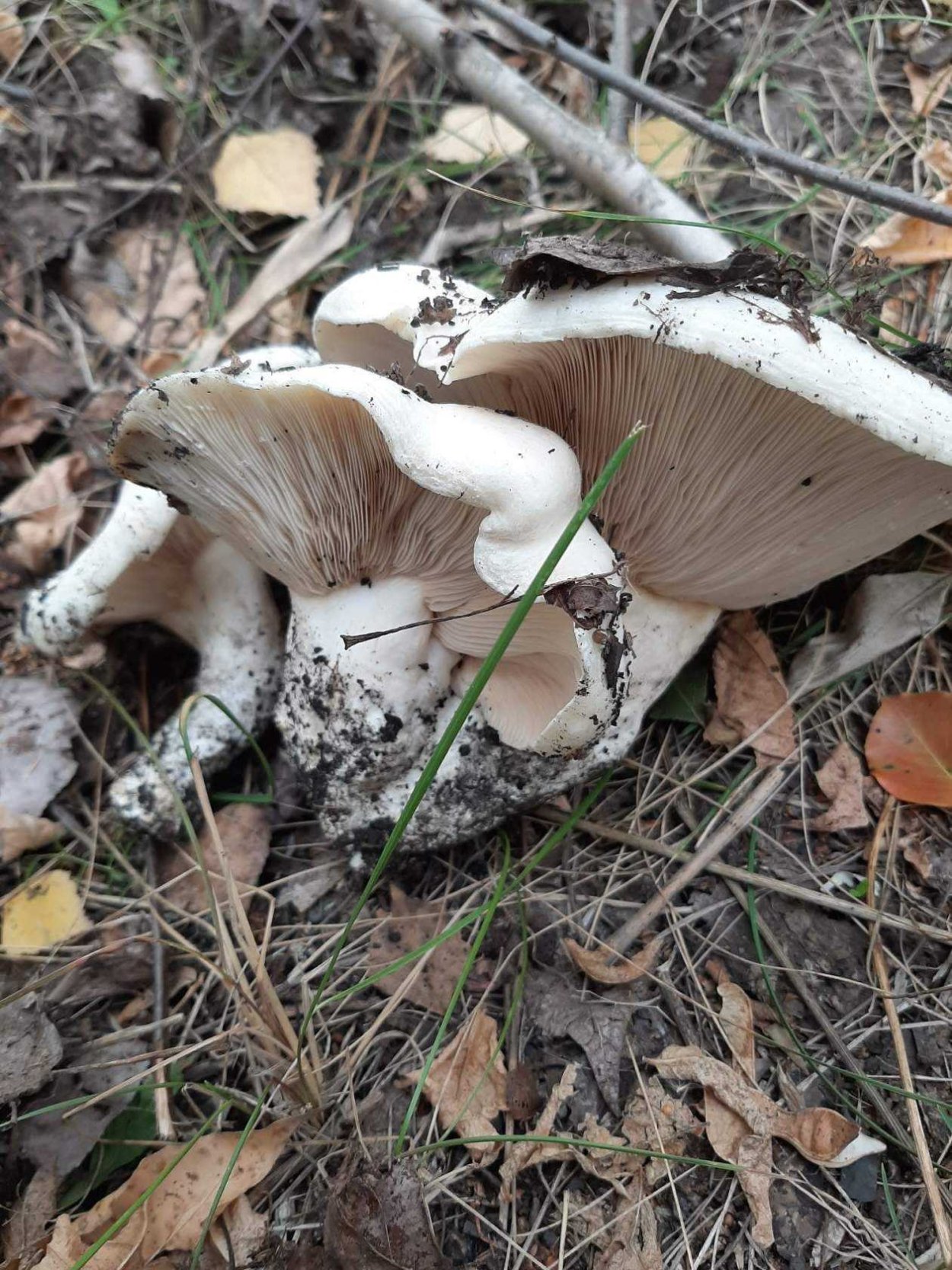 Млечник мэра гриб