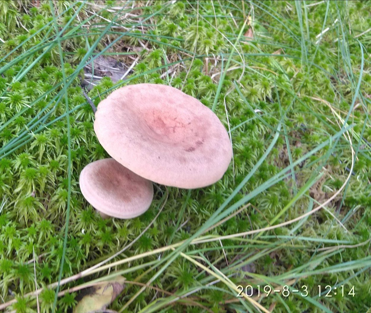 Млечник дубовый