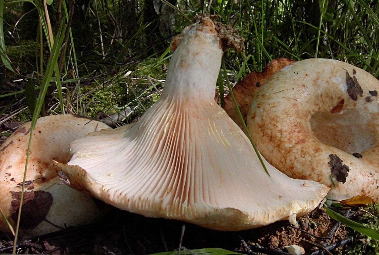 Млечник серо-розовый Lactarius helvus