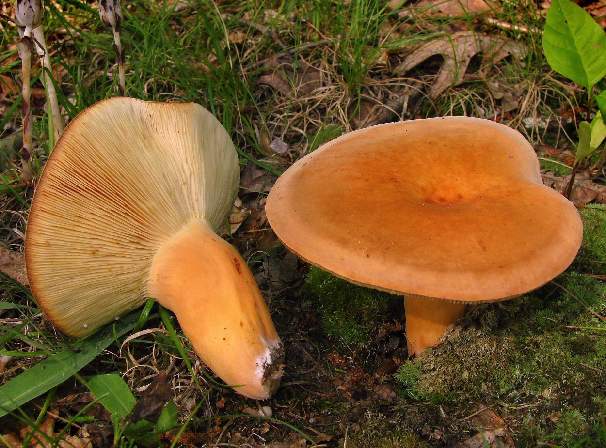 Млечник ароматный Lactarius glyciosmus
