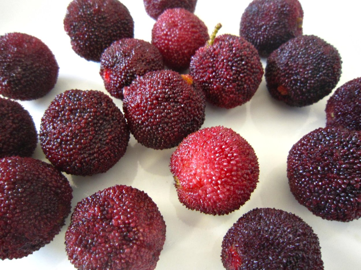 Восковница Myrica rubra